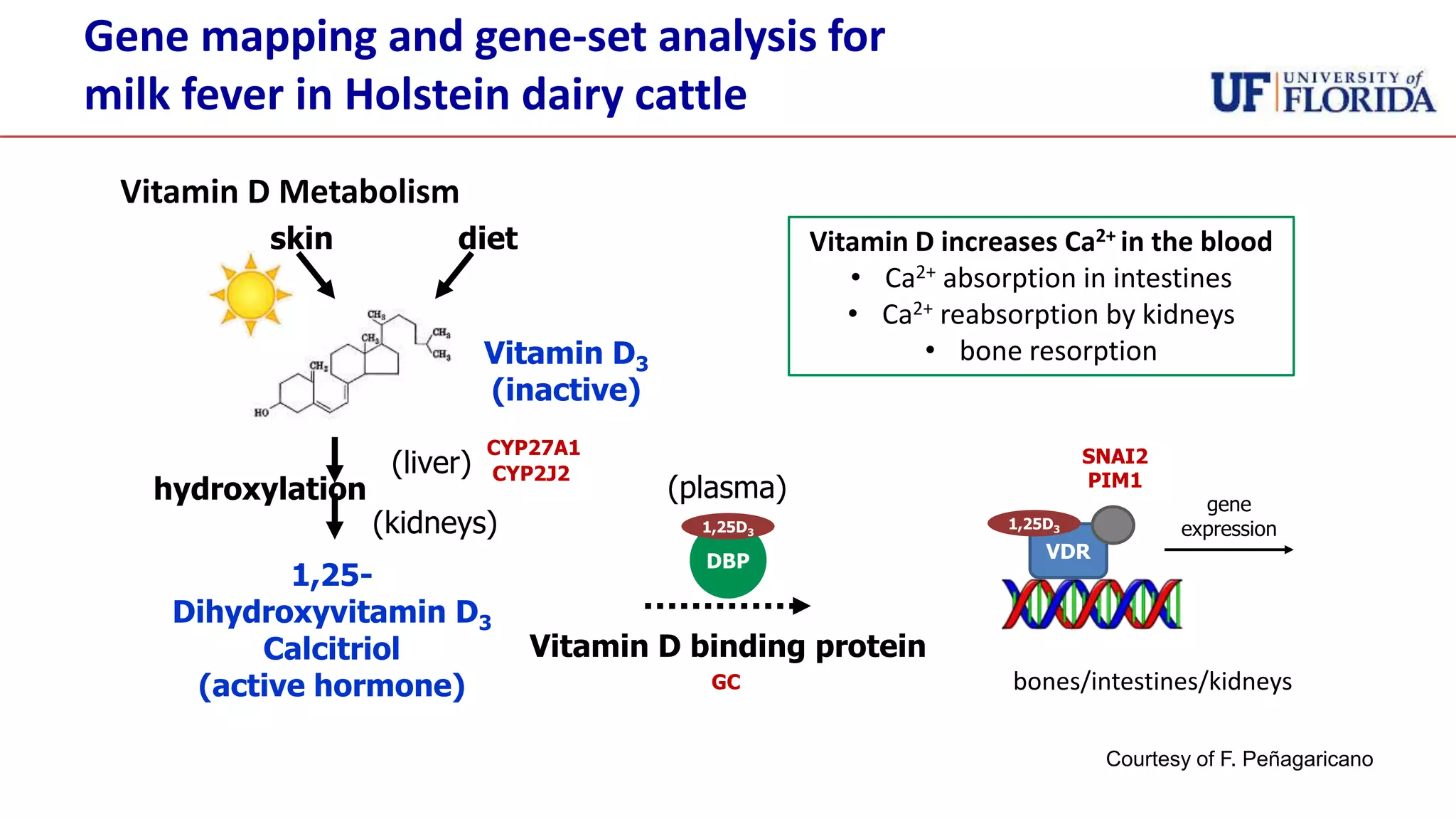 Gene mapping and gene-set analysis for
milk fever in Holstein dairy cattle
Vitamin D Metabolism
dietskin
Vitamin D3
(inactive)
1,25-
Dihydroxyvitamin D3
Calcitriol
(active hormone)
hydroxylation
(liver)
(kidneys)
(plasma)
Vitamin D binding protein
VDRDBP
1,25D3
1,25D3
gene
expression
Vitamin D increases Ca2+ in the blood
• Ca2+ absorption in intestines
• Ca2+ reabsorption by kidneys
• bone resorption
bones/intestines/kidneys
CYP27A1
CYP2J2
GC
SNAI2
PIM1
Courtesy of F. Peñagaricano
 