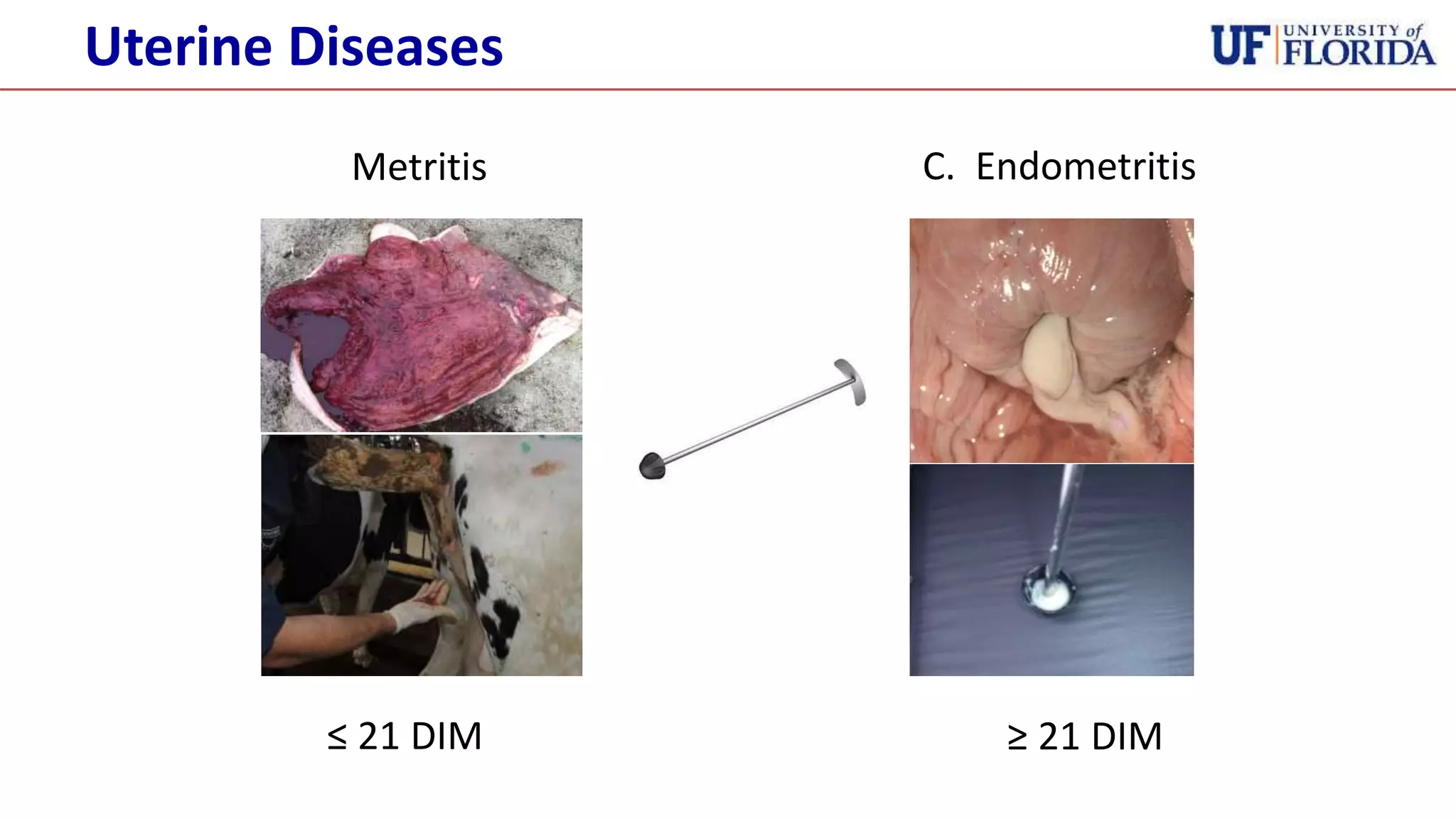 Metritis
≤ 21 DIM
C. Endometritis
≥ 21 DIM
Uterine Diseases
 