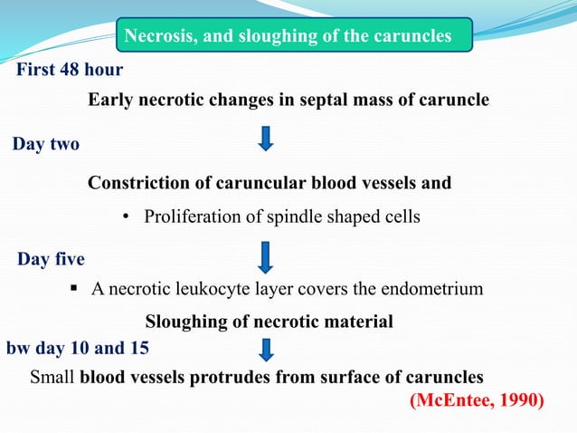 pathophysiology of uterine involution and its therapeutic management