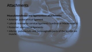 Attachments
Musculotendinous and ligamentous attachments:
• Anterior: pubocervical ligament
• Lateral: transverse cervical ligaments (cardinal or Mackenrodt’s)
• Posterior: uterosacral ligaments
• Inferior: puborectalis and pubovaginalis parts of the levator ani
muscle.
 