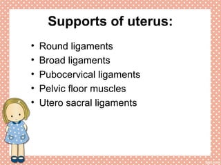 Supports of uterus:
• Round ligaments
• Broad ligaments
• Pubocervical ligaments
• Pelvic floor muscles
• Utero sacral ligaments
 
