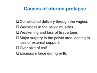 Causes of uterine prolapse
Complicated delivery through the vagina.
Weakness in the pelvic muscles.
Weakening and loss of tissue tone.
Major surgery in the pelvic area leading to
loss of external support.
Over size of calf.
Excessive force during birth.
 