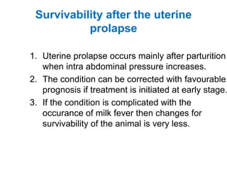 Survivability after the uterine
prolapse
1. Uterine prolapse occurs mainly after parturition
when intra abdominal pressure increases.
2. The condition can be corrected with favourable
prognosis if treatment is initiated at early stage.
3. If the condition is complicated with the
occurance of milk fever then changes for
survivability of the animal is very less.
 