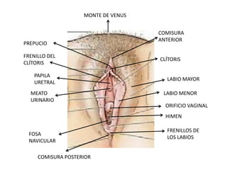 MONTE DE VENUS COMISURA ANTERIORPREPUCIOFRENILLO DEL CLÍTORISCLÍTORISPAPILA URETRALLABIO MAYORLABIO MENORMEATOURINARIOORIFICIO VAGINALHIMENFRENILLOS DE LOS LABIOSFOSA NAVICULARCOMISURA POSTERIOR