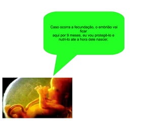 Caso ocorra a fecundação, o embrião vai ficar  aqui por 9 meses, eu vou protegê-lo e  nutri-lo ate a hora dele nascer.  
