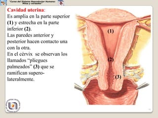 “Curso del Sistema Reproductor Humano:
             Mitos y verdades”


Cavidad uterina:
Es amplia en la parte superior
(1) y estrecha en la parte
inferior (2).                             (1)
Las paredes anterior y
posterior hacen contacto una
con la otra.
En el cérvix se observan los
llamados “pliegues                        (2)
palmeados” (3) que se
ramifican supero-
lateralmente.                                   (3)




                                                      10
 