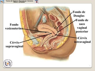“Curso del Sistema Reproductor Humano:
            Mitos y verdades”




                                         Fondo de
                                         Douglas
                                           Fondo de
    Fondo                                    saco
vesicouterino                               vaginal
                                           posterior

                                             Cérvix
   Cérvix                                 intravaginal
supravaginal




                                                       11
 