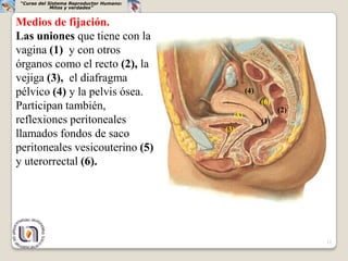 “Curso del Sistema Reproductor Humano:
             Mitos y verdades”


Medios de fijación.
Las uniones que tiene con la
vagina (1) y con otros
órganos como el recto (2), la
vejiga (3), el diafragma
pélvico (4) y la pelvis ósea.                     (4)
                                                        (6)
Participan también,                                           (2)
                                            (5)
reflexiones peritoneales                                (1)
                                          (3)
llamados fondos de saco
peritoneales vesicouterino (5)
y uterorrectal (6).




                                                                    12
 
