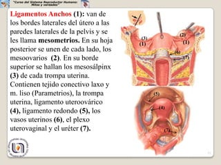 “Curso del Sistema Reproductor Humano:
             Mitos y verdades”


Ligamentos Anchos (1): van de
los bordes laterales del útero a las
paredes laterales de la pelvis y se                           (2)
                                          (3)
les llama mesometrios. En su hoja         (1)                     (1)
posterior se unen de cada lado, los                         (6)
mesoovarios (2). En su borde                                      (7)

superior se hallan los mesosálpinx
(3) de cada trompa uterina.
Contienen tejido conectivo laxo y
m. liso (Parametrios), la trompa                (5)
uterina, ligamento uteroovárico
                                                  (4)
(4), ligamento redondo (5), los
vasos uterinos (6), el plexo
uterovaginal y el uréter (7).                         (7)



                                                                        13
 