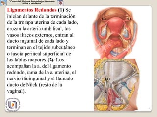 “Curso del Sistema Reproductor Humano:
             Mitos y verdades”


Ligamentos Redondos (1) Se
inician delante de la terminación         (1)     (1)
de la trompa uterina de cada lado,
cruzan la arteria umbilical, los
vasos iliacos externos, entran al
ducto inguinal de cada lado y
terminan en el tejido subcutáneo
o fascia perineal superficial de
los labios mayores (2). Los
acompañan la a. del ligamento
redondo, rama de la a. uterina, el
nervio ilioinguinal y el llamado            (2)
ducto de Nück (resto de la
vaginal).


                                                        14
 