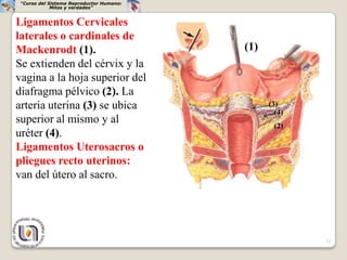 “Curso del Sistema Reproductor Humano:
             Mitos y verdades”


Ligamentos Cervicales
laterales o cardinales de
Mackenrodt (1).                           (1)
Se extienden del cérvix y la
vagina a la hoja superior del
diafragma pélvico (2). La
arteria uterina (3) se ubica                    (3)
                                                  (4)
superior al mismo y al                           (2)
uréter (4).
Ligamentos Uterosacros o
pliegues recto uterinos:
van del útero al sacro.




                                                        15
 