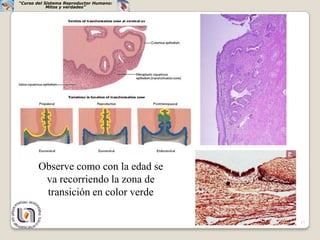 “Curso del Sistema Reproductor Humano:
            Mitos y verdades”




        Observe como con la edad se
         va recorriendo la zona de
         transición en color verde

                                         17
 