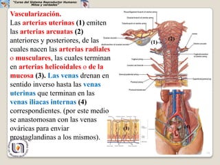 “Curso del Sistema Reproductor Humano:
            Mitos y verdades”


Vascularización.
Las arterias uterinas (1) emiten
las arterias arcuatas (2)
anteriores y posteriores, de las                     (2)
                                               (1)
cuales nacen las arterias radiales
o musculares, las cuales terminan
en arterias helicoidales o de la
mucosa (3). Las venas drenan en
sentido inverso hasta las venas
uterinas que terminan en las
venas iliacas internas (4)
correspondientes. (por este medio
se anastomosan con las venas
ováricas para enviar                     (3)               (4)

prostaglandinas a los mismos).
                                                                 19
 