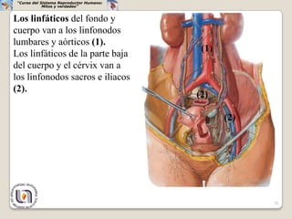 “Curso del Sistema Reproductor Humano:
             Mitos y verdades”


Los linfáticos del fondo y
cuerpo van a los linfonodos
lumbares y aórticos (1).
                                           (1)
Los linfáticos de la parte baja
del cuerpo y el cérvix van a
los linfonodos sacros e iliacos
(2).
                                          (2)

                                                 (2)




                                                       20
 