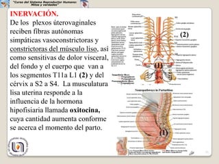 “Curso del Sistema Reproductor Humano:
             Mitos y verdades”


INERVACIÓN.
De los plexos úterovaginales
reciben fibras autónomas                         (2)
simpáticas vasoconstrictoras y
constrictoras del músculo liso, así
como sensitivas de dolor visceral,
del fondo y el cuerpo que van a           (1)
los segmentos T11a L1 (2) y del
cérvix a S2 a S4. La musculatura
lisa uterina responde a la
influencia de la hormona
hipofisiaria llamada oxitocina,
cuya cantidad aumenta conforme
se acerca el momento del parto.
                                           (1)

                                                       21
 