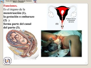 “Curso del Sistema Reproductor Humano:
             Mitos y verdades”


Funciones.
Es el órgano de la
menstruación (1),
la gestación o embarazo
(2) y
forma parte del canal                     (1)
del parto (3).


                                                (3)
                        (2)




                                                      22
 