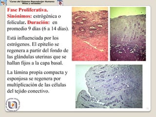 “Curso del Sistema Reproductor Humano:
             Mitos y verdades”


Fase Proliferativa.
Sinónimos: estrógénica o
folicular. Duración: en
promedio 9 días (6 a 14 días).
Está influenciada por los
estrógenos. El epitelio se
regenera a partir del fondo de
las glándulas uterinas que se
hallan fijos a la capa basal.
La lámina propia compacta y
esponjosa se regenera por
multiplicación de las células
del tejido conectivo.


                                          25
 