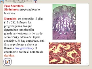 “Curso del Sistema Reproductor Humano:
            Mitos y verdades”


Fase Secretora.
Sinónimos: progestacional o
luteínica.
Duración: en promedio 13 días
(15 a 28). Influyen los
progestágenos, los que
determinan tumefacción
glandular (tortuosas y llenas de
secreción) y edema del tejido
conectivo. Si hay embarazo, está
fase se prolonga y ahora es
llamada fase gravídica y el
endometrio recibe el nombre de
decidua.

                                         26
 