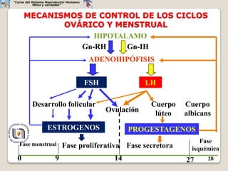 “Curso del Sistema Reproductor Humano:
            Mitos y verdades”



      MECANISMOS DE CONTROL DE LOS CICLOS
             OVÁRICO Y MENSTRUAL
                   HIPOTALAMO
                Gn-RH     Gn-IH
                                         ADENOHIPÓFISIS


                                         FSH               LH

          Desarrollo folicular                              Cuerpo   Cuerpo
                                               Ovulación     lúteo   albicans
                   ESTROGENOS                         PROGESTAGENOS
   Fase menstrual
                                                                          Fase
                           Fase proliferativa Fase secretora           isquémica
  0                    9                         14                  27     28
 