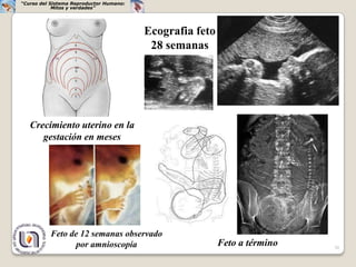 “Curso del Sistema Reproductor Humano:
            Mitos y verdades”




                                         Ecografia feto
                                          28 semanas




   Crecimiento uterino en la
      gestación en meses




          Feto de 12 semanas observado
                por amnioscopía                           Feto a término   30
 