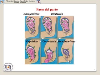 “Curso del Sistema Reproductor Humano:
            Mitos y verdades”




                                         Fases del parto
                      Encajamiento                 Dilatación




                          Expulsión          Coronación Alumbramiento




                                                                        38
 