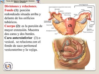 “Curso del Sistema Reproductor Humano:
            Mitos y verdades”


Divisiones y relaciones.
Fondo (1): porción
redondeada situada arriba y
delante de los orificios                       (1)
tubáricos.
Cuerpo (2): es la porción de                   (2)
mayor extensión. Muestra
dos caras y dos bordes.
Cara anteroinferior (3) o
vesical, se relaciona con el
fondo de saco peritoneal
vesicouterino y la vejiga.
                                         (3)




                                                     5
 