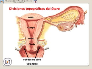 “Curso del Sistema Reproductor Humano:
            Mitos y verdades”




     Divisiones topográficas del útero

                               Fondo



                               Cuerpo




                                Istmo

                                Cérvix




                         Fondos de saco
                              vaginales   6
 