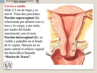 “Curso del Sistema Reproductor Humano:
             Mitos y verdades”


Cérvix o cuello:
Mide 2.5 cm de largo y es
móvil. Tiene dos porciones:
Porción supravaginal (1):
relacionada por delante con t.c.
laxo y la vejiga, y por atrás,
por medio del fondo
uterorrectal, con el recto.
Porción intravaginal (2) : es
visible y palpable en el fondo
                                                (1)
de la vagina. Muestra en su
parte central el orificio vaginal               (2)
del útero (3) es llamado
“Hocico de Tenca”.                        (3)




                                                      8
 