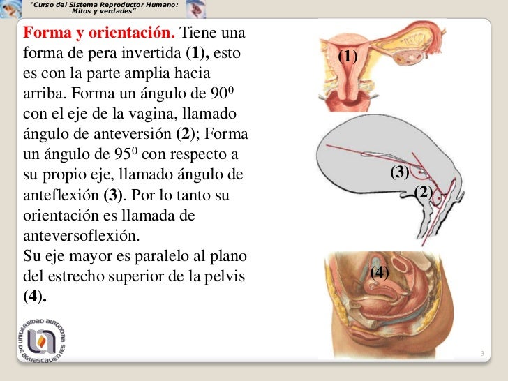 Que Estrutura Do útero Está Representada Pela Letra A