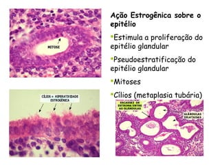 Ação Estrogênica sobre o
epitélio
Estimula a proliferação do
epitélio glandular
Pseudoestratificação do
epitélio glandular
Mitoses
Cílios (metaplasia tubária)
 