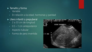  Tamaño y forma
• Variable
• En relación a la edad, hormonas y paridad
 Utero infantil o prepuberal
• 2 a 33 cm de longitud
• 0.5 – 1 cm anteposterior
• Aspecto tubular
• Forma de pera invertida
 