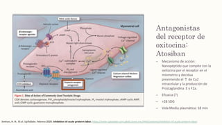 Antagonistas
del receptor de
oxitocina:
Atosiban
– Mecanismo de acción:
Nanopéptido que compite con la
oxitocina por el receptor en el
miometrio y decidua
previniendo el ↑ de Ca2
intracelular y la producción de
Prostaglandina E y F2a.
– Eficacia (?)
– >28 SDG
– Vida Media plasmática: 18 min
Simhan, H. N. Et al. UpToDate. Febrero 2020. Inhibition of acute preterm labor. https://www-uptodate-com.pbidi.unam.mx:2443/contents/inhibition-of-acute-preterm-labor
 