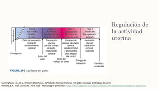Regulación de
la actividad
uterina
Cunningham, F.G., et al. Williams Obstetricia. 25ª Edición. México: McGraw Hill; 2019. Fisiología del trabajo de parto
Norwitz, E.R., et al. UpToDate. Abril 2019 . Physiology of parturition. https://www-uptodate-com.pbidi.unam.mx:2443/contents/physiology-of-parturition
 