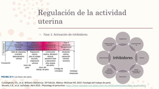 Regulación de la actividad
uterina
– Fase 1: Activación de inhibidores
Inhibidores
Progesterona
Prostaciclina (PG I-
2)
Relaxina
Péptido
relacionado a H.
paratiroidea
Oxido Nítrico
Péptido
relacionado
genéticamente a
Calcitonina
Adrenomedulina
Péptido intestinal
vasoactivo
Cunningham, F.G., et al. Williams Obstetricia. 25ª Edición. México: McGraw Hill; 2019. Fisiología del trabajo de parto
Norwitz, E.R., et al. UpToDate. Abril 2019 . Physiology of parturition. https://www-uptodate-com.pbidi.unam.mx:2443/contents/physiology-of-parturition
 