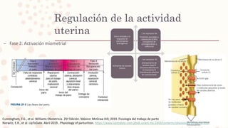 Regulación de la actividad
uterina
– Fase 2: Activación miometrial
Útero activado a la
respuesta de
uterotropinas
(estrógenos)
↑ en expresión de
Proteínas asociadas a
contracción (CAPs)
(receptores de
prostaglandinas y
oxitocina)
Activación de Canales
iónicos
↑ en conexina- 43
(Componente de
uniones Gap)
Sincronía eléctrica en
el miometrio
Coordinación efectiva
de contracciones
Cunningham, F.G., et al. Williams Obstetricia. 25ª Edición. México: McGraw Hill; 2019. Fisiología del trabajo de parto
Norwitz, E.R., et al. UpToDate. Abril 2019 . Physiology of parturition. https://www-uptodate-com.pbidi.unam.mx:2443/contents/physiology-of-parturition
 