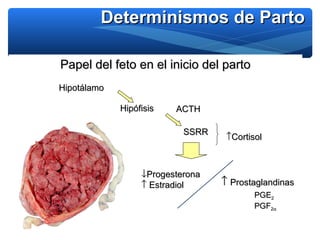Determinismos de PartoDeterminismos de Parto
Papel del feto en el inicio del partoPapel del feto en el inicio del parto
Hi...