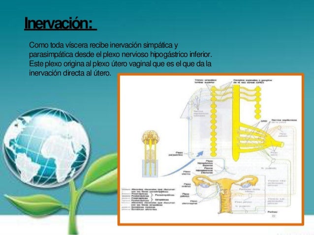 Inflamacion Del Utero Related Keywords & Suggestions Inflamacion Del Utero Related Keywords & Suggestions