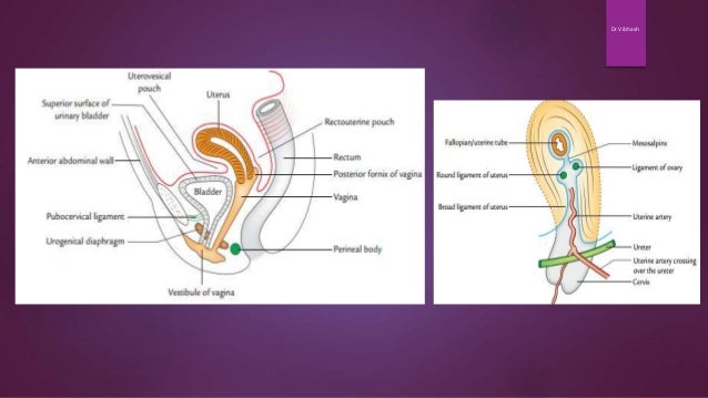 Gross Anatomy of Uterus