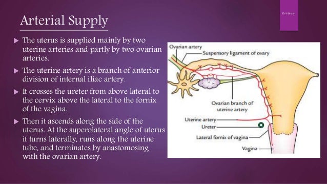 Blood Supply Of Uterus / Maternal Anatomy And Physiology / e ascending