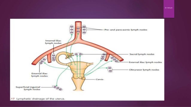Gross Anatomy of Uterus