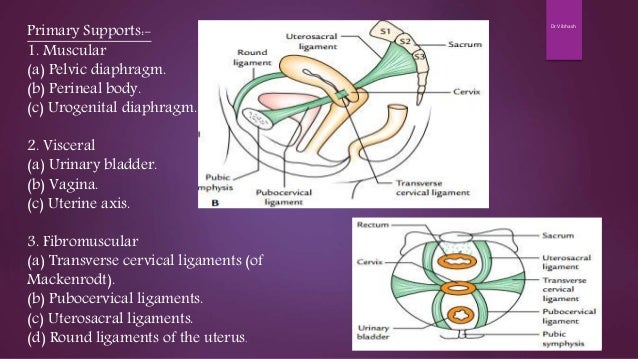 Gross Anatomy of Uterus