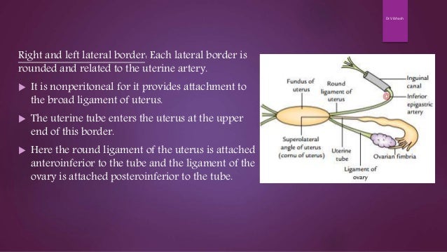 Gross Anatomy of Uterus