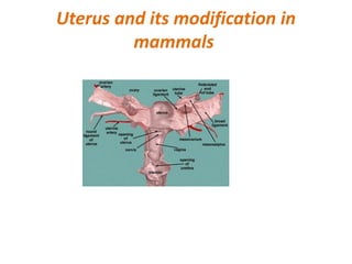 Uterus and its modification in
mammals
 