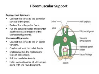 Cervis Support Comprehensive Anatomy and Physiology of the Uterus | PPTX