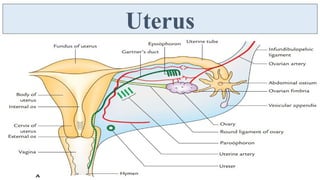 Female Reproductive System - Uterus, Fallopian Tube, Ovary | PDF