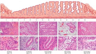 Female Reproductive System - Uterus, Fallopian Tube, Ovary | PDF