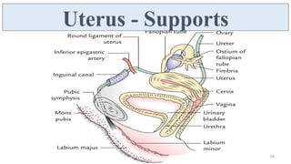 Female Reproductive System - Uterus, Fallopian Tube, Ovary | PDF