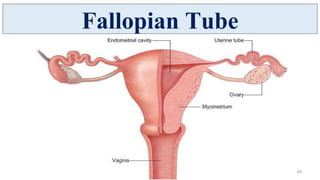 Female Reproductive System - Uterus, Fallopian Tube, Ovary | PDF
