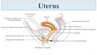 Female Reproductive System - Uterus, Fallopian Tube, Ovary | PDF