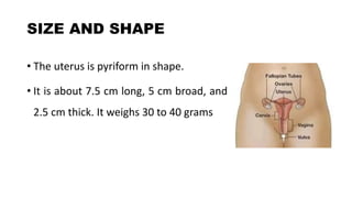 Utures Shape UTERUS_Nursing.pptx